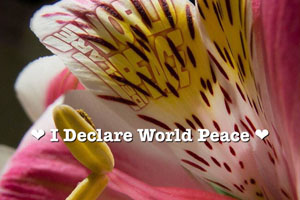 IDWP Peace Flower